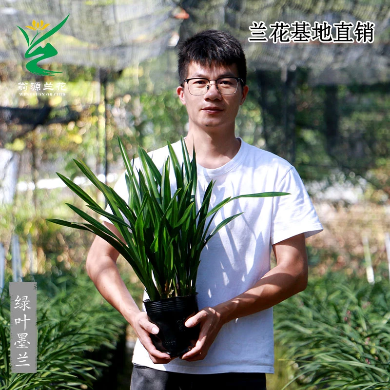 翁源兰苗墨兰企黑金边浓香绿叶墨兰带花除甲醛好易养绿植花卉盆栽