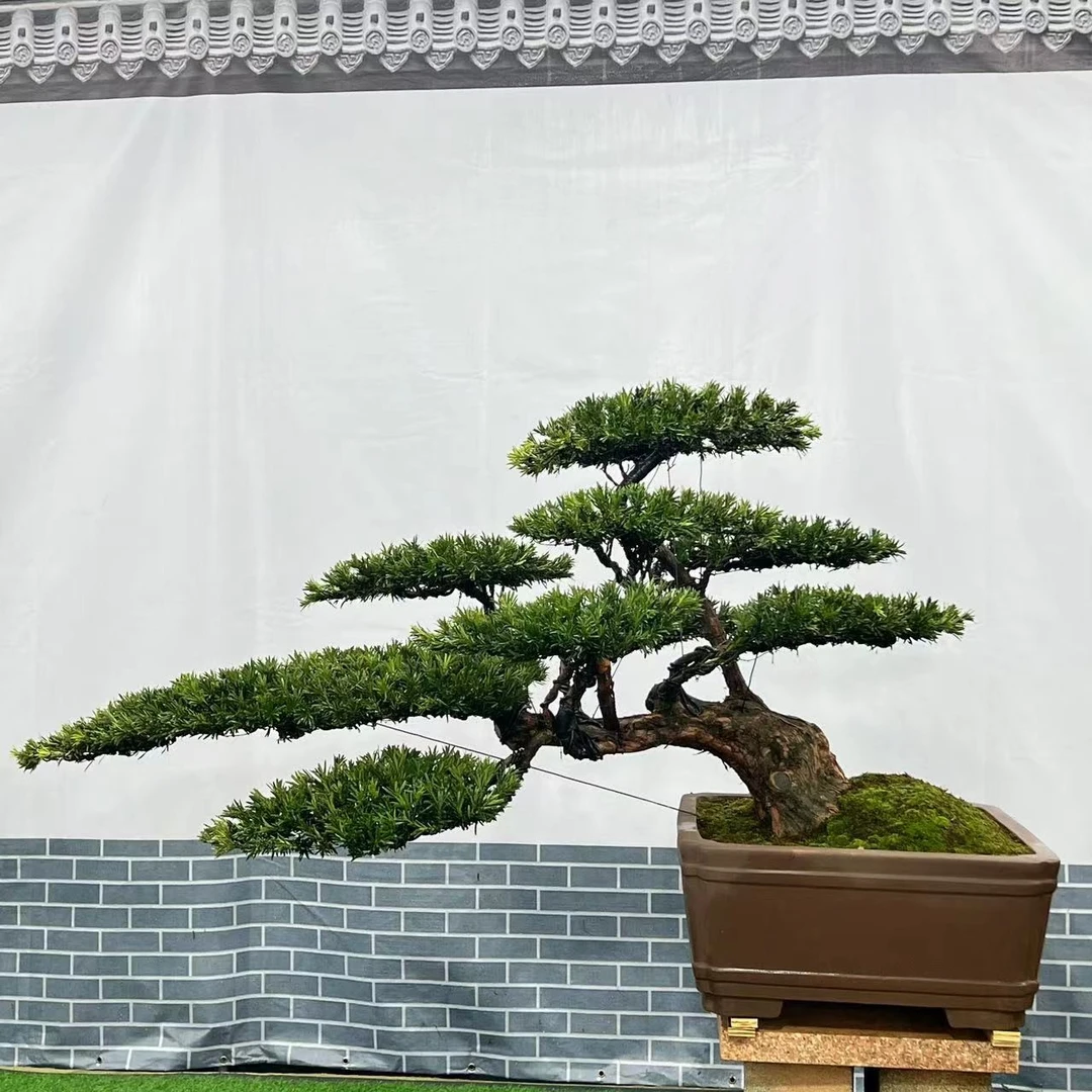 【一物一拍】精品罗汉松名贵大型盆景四季常青寓意长寿吉祥庭院景观