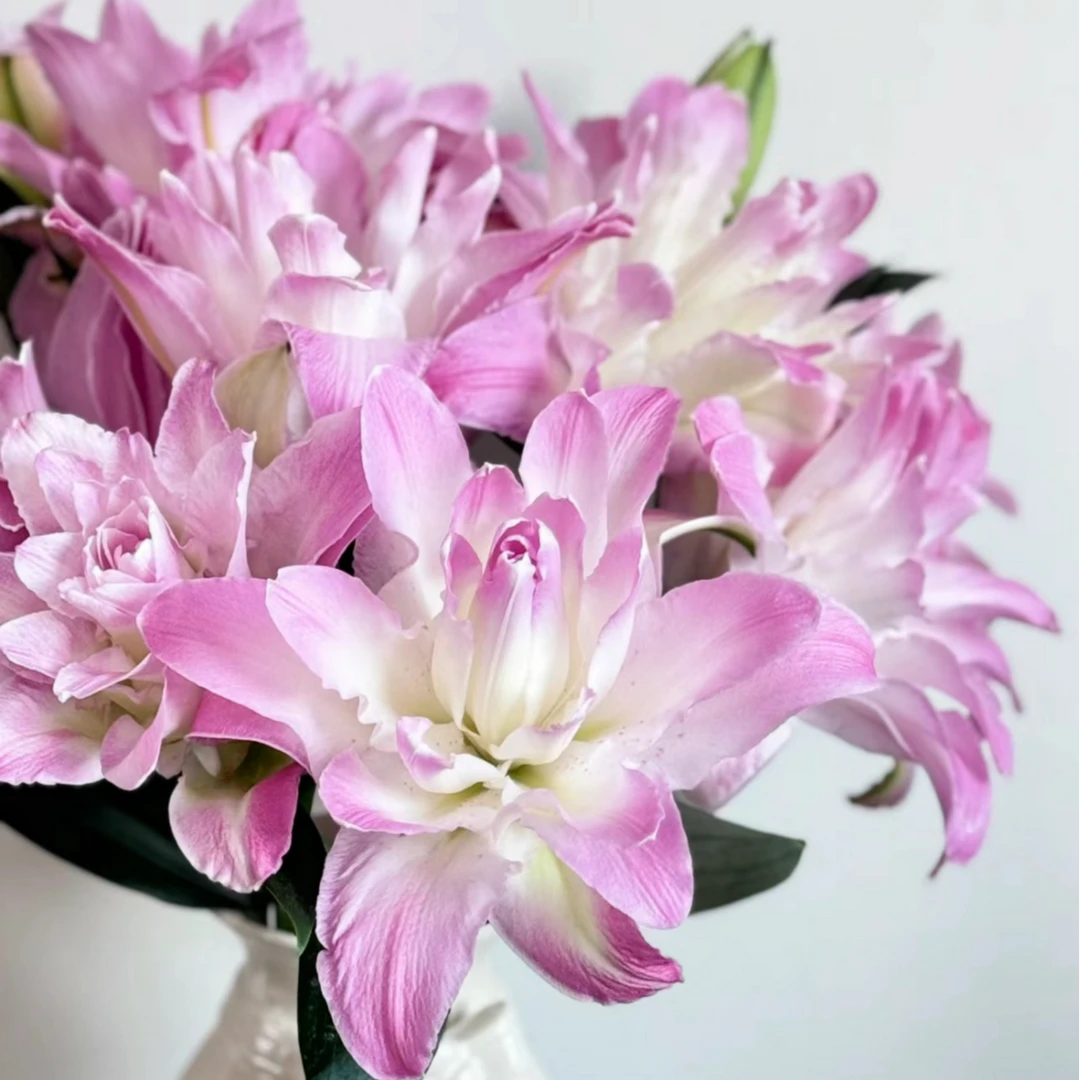 多头水蜜桃重瓣香水百合3枝（任意两单顺丰冷链包邮）