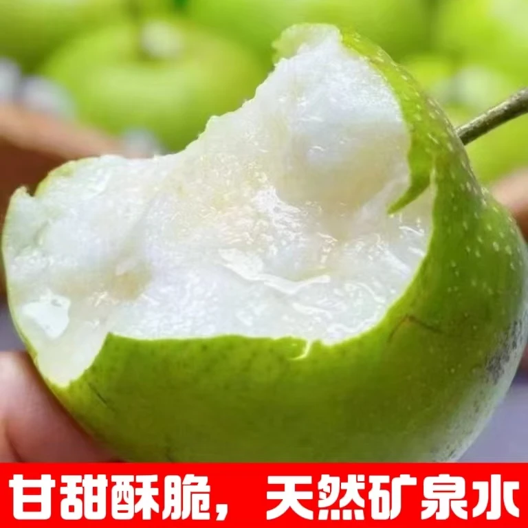 2024砀山精品酥脆蜜梨大果脆甜皮天然甘甜薄无渣汁水新鲜水果梨