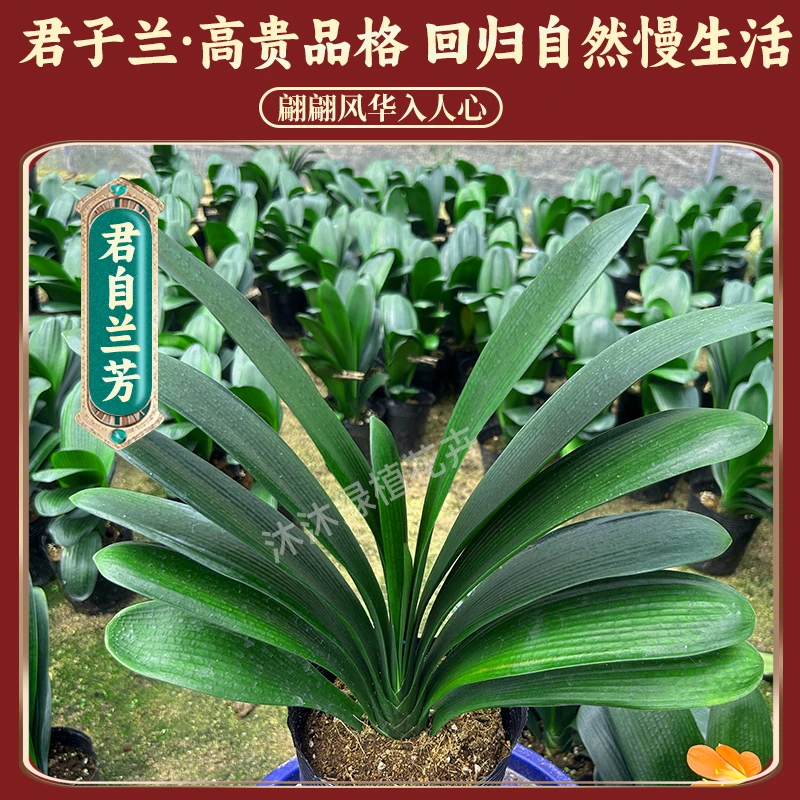 精品老桩大座基君子兰（不含盆）盆栽