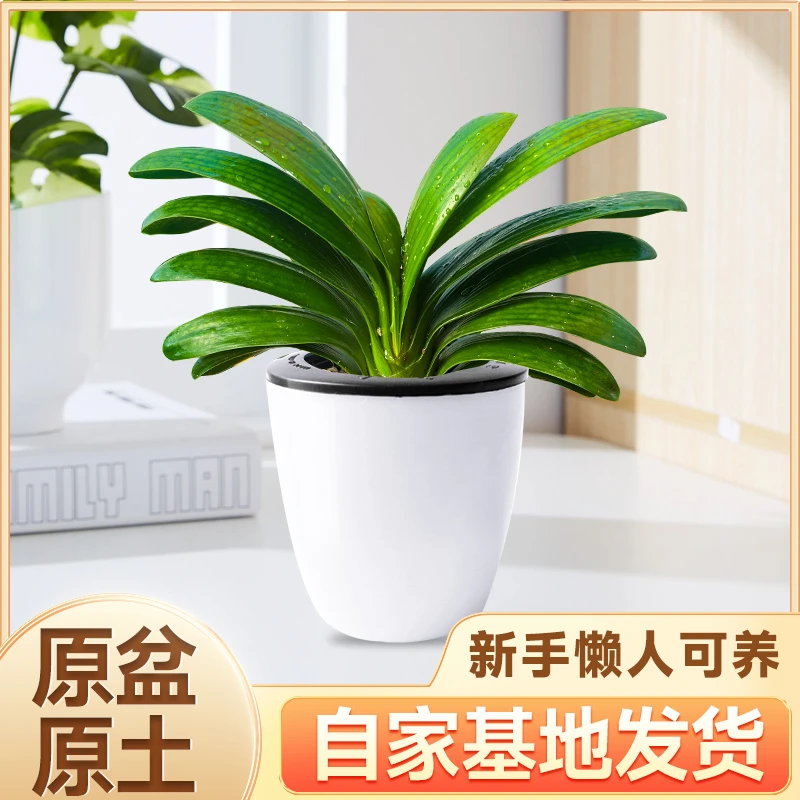 正宗原生精品矮桩圆叶君子兰客厅绿植大盆栽室内（原盆原土）