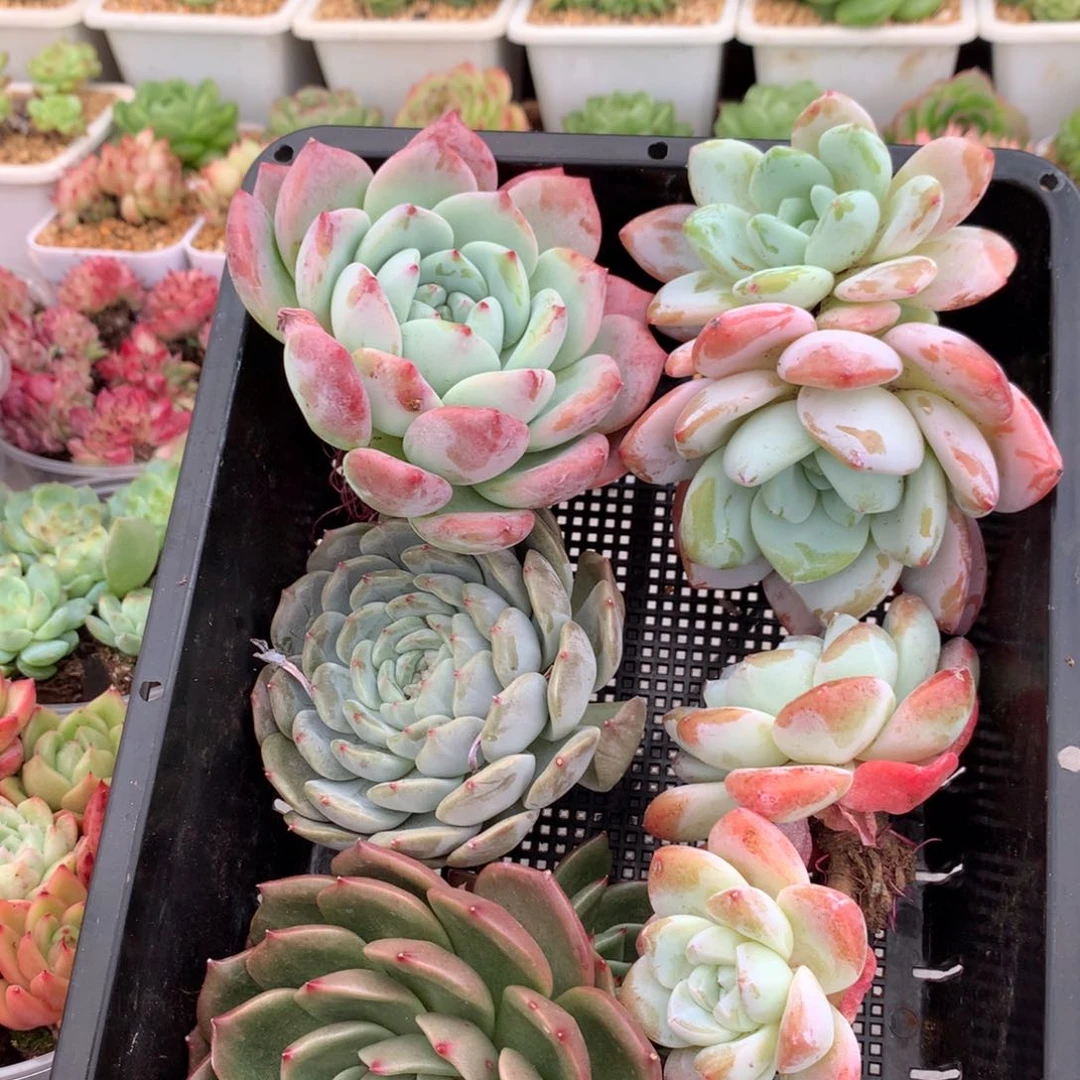 Thhgghgghhhgvgccc215