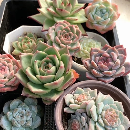 DgjjcddhhjxxhmnnL093