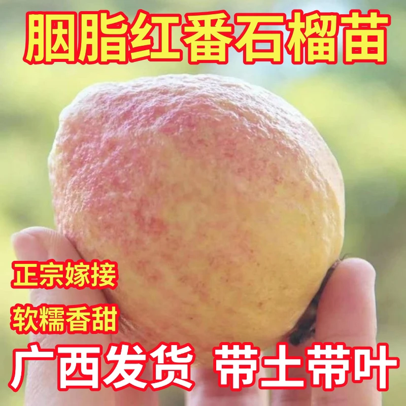 胭脂红番石榴苗扦插苗高压苗结果快高产早产抖音上海