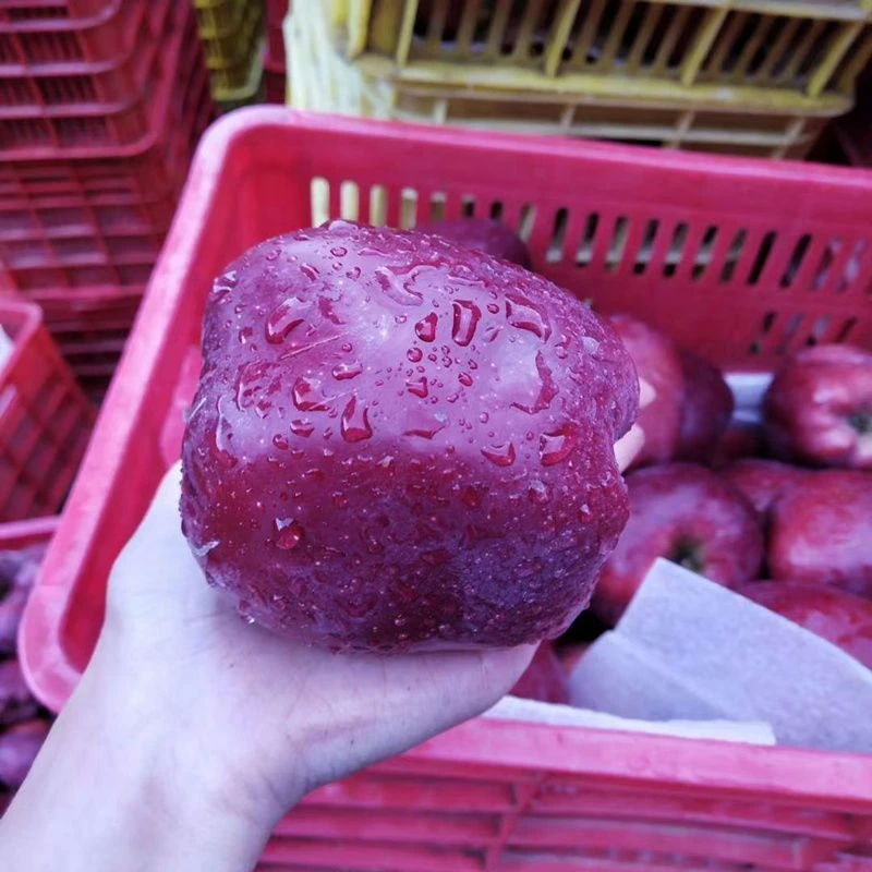 正宗陕西洛川红富士苹果新鲜当季水果脆甜苹果整箱