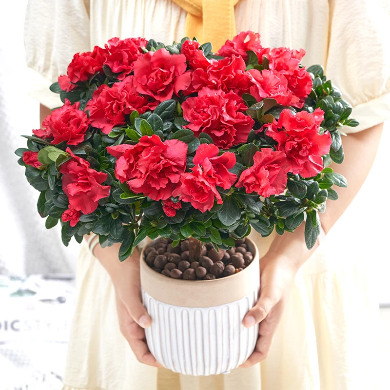 红杜鹃盆栽四季杜鹃花盆栽带花苞大棵花树苗好养花卉植物室内开花