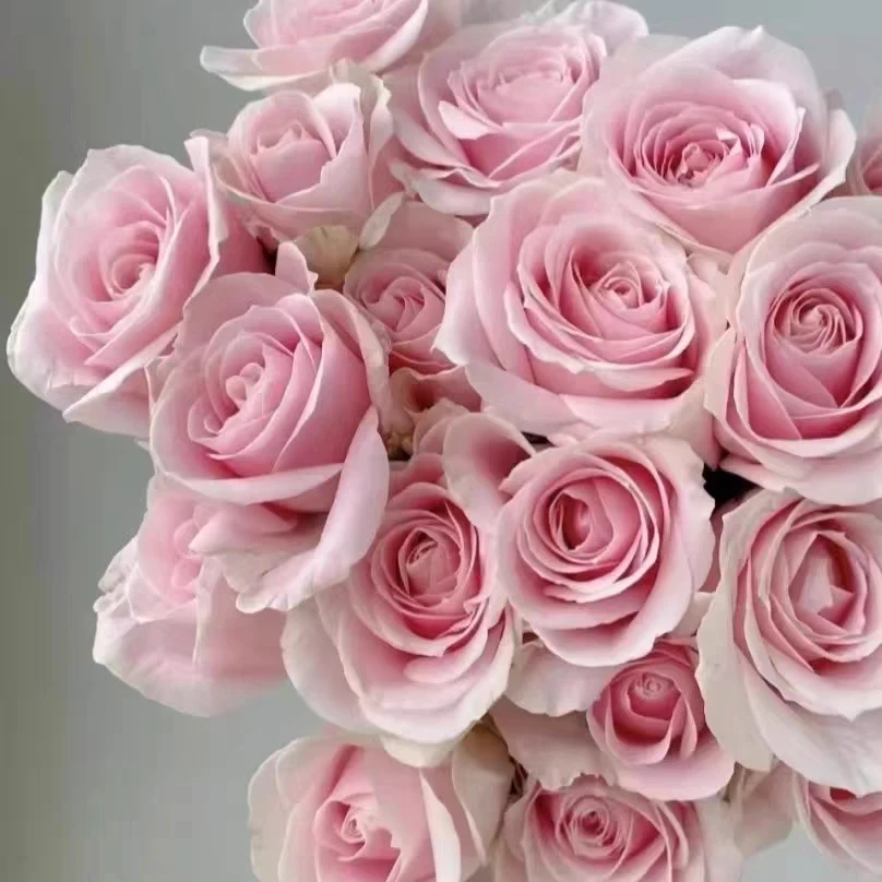 粉红雪山切花玫瑰月季特大花勤花耐开耐晒直立庭院绿植四季开花