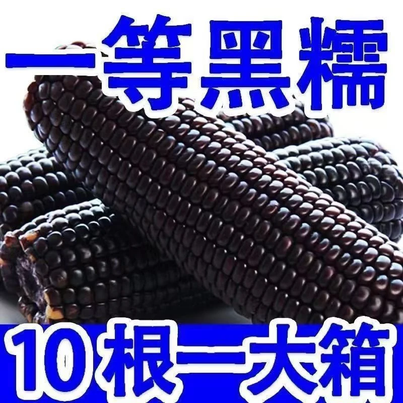 【文哥专属】黑糯玉米东北粘玉米农家肥种植