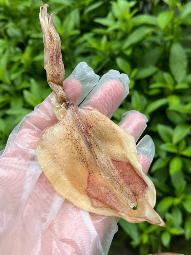 湛江渔民自晒鱿鱼船晒鱿鱼手撕鱿鱼煲粥煲汤炒菜250g/500g/1000g