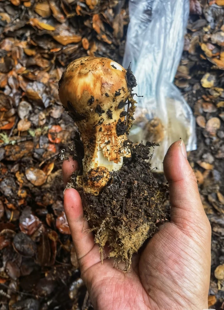 磊子精选 云南高山当天下山掉级微破损松茸空运冷链包邮营养不减