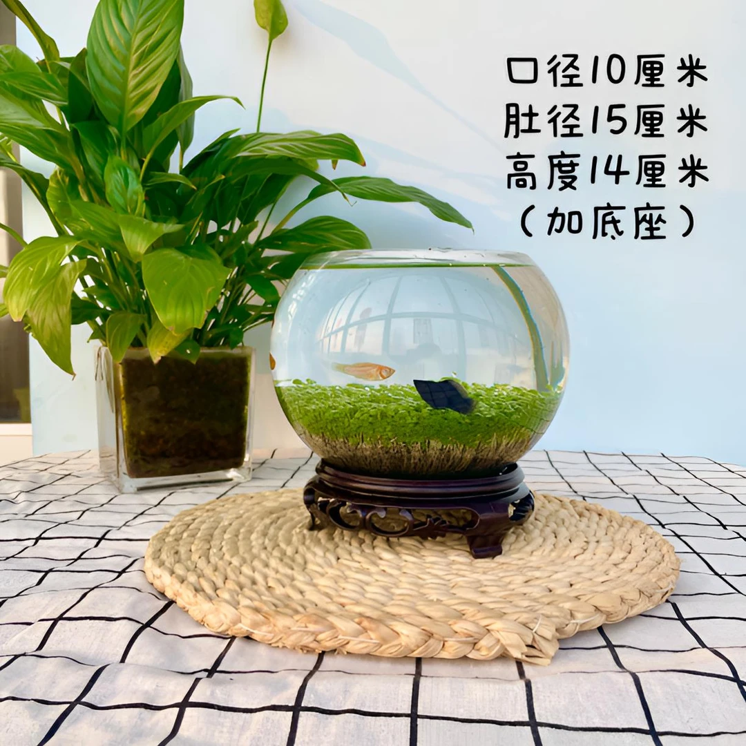 15cm肚经*10cm口径团团圆圆生态水草缸懒人产品新手种植圆缸水族