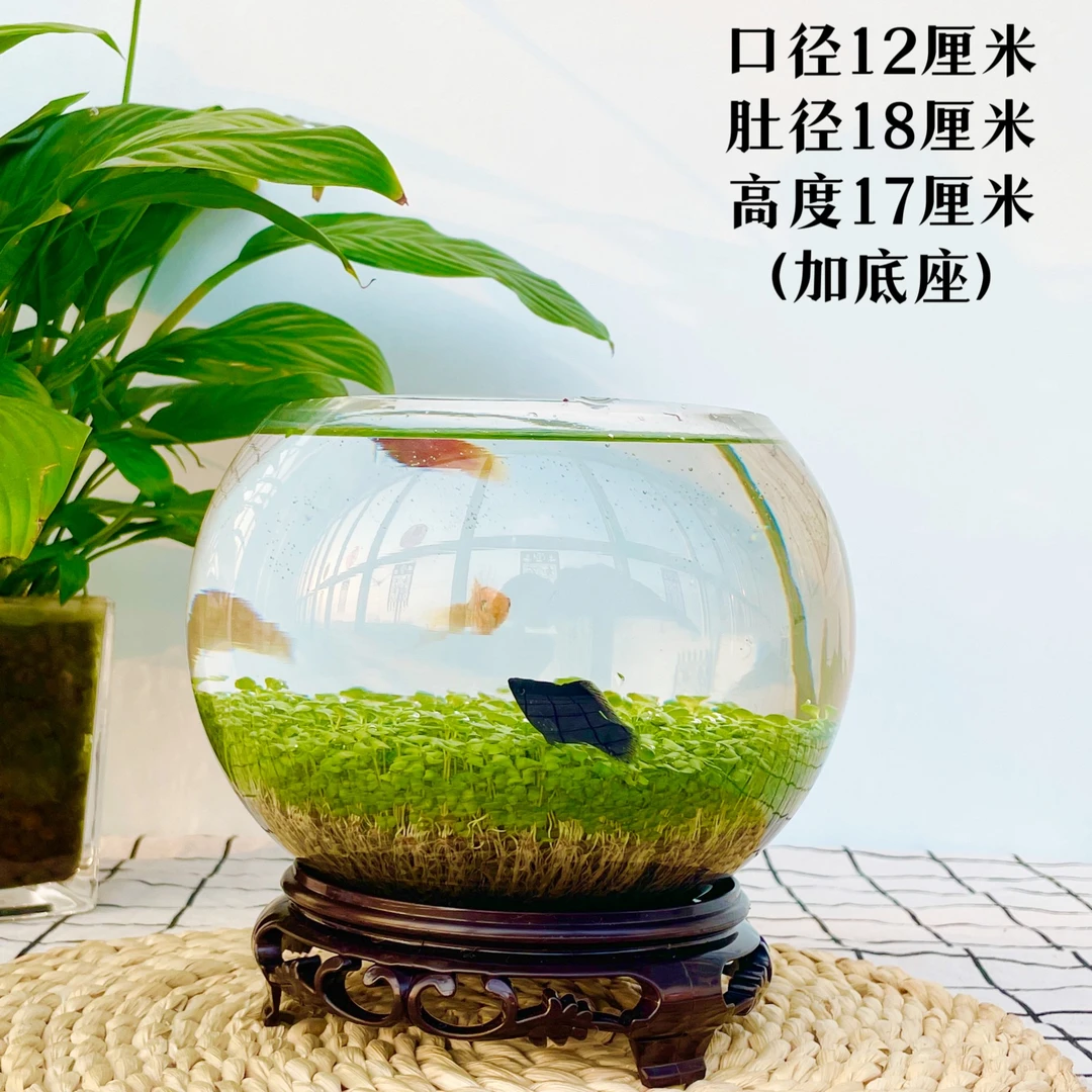18cm肚经*12cm口径团团圆圆生态水草缸懒人产品新手种植圆缸水族