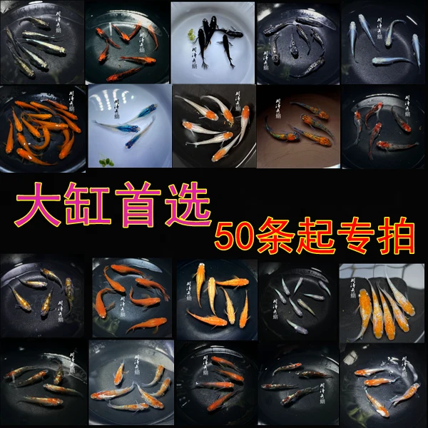 观背青鱂鱼 50条以上专拍 魔法鱼 冷水鱼 群游鱼 小型观赏鱼饲养