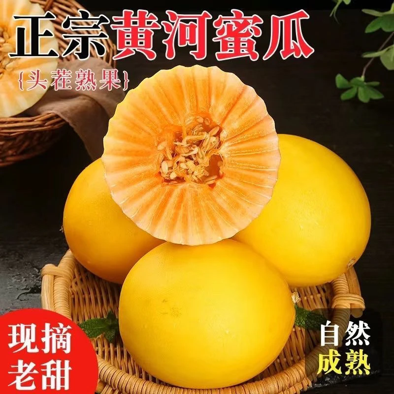 【民勤直采】甘肃民勤沙漠蜜瓜甜蜜多汁当天采摘头茬蜜瓜新鲜