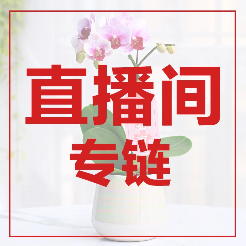 直播间精选蝴蝶兰