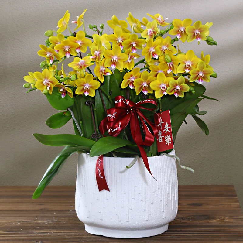 蝴蝶兰【香水黄金】带花带盆组好伴手礼送礼茶桌婚礼客厅美化装饰