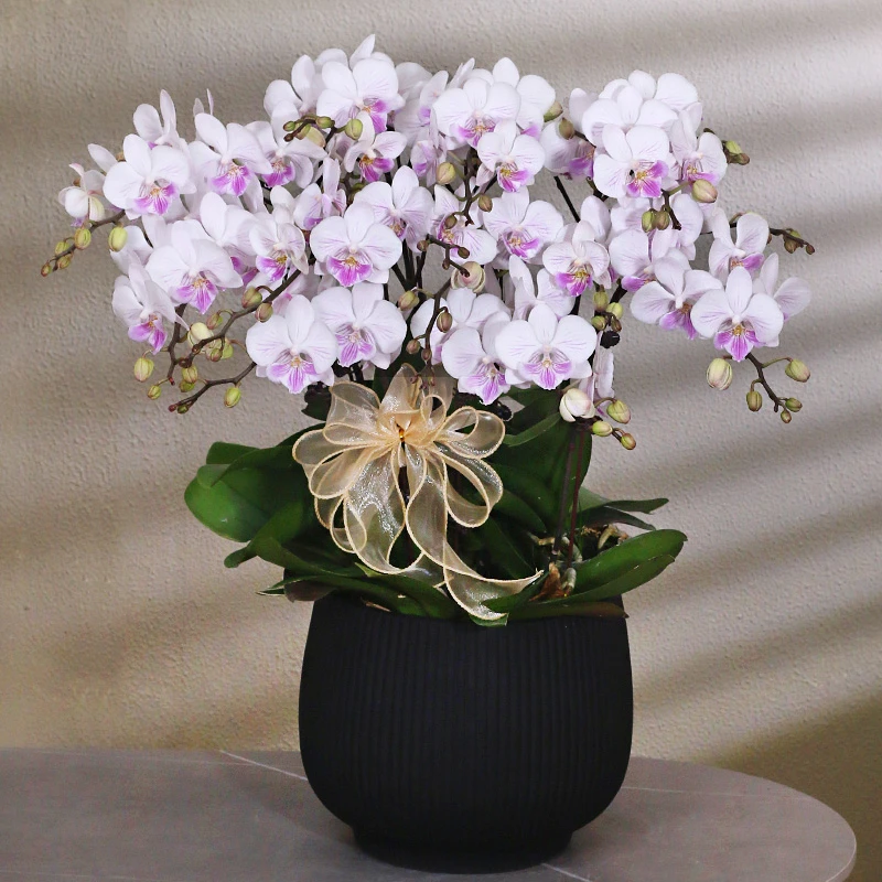 蝴蝶兰【仙霞】花带盆组好伴手礼送礼茶桌婚礼客厅美化装饰