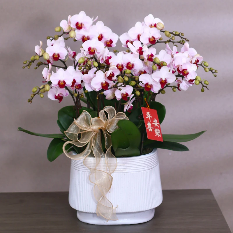 蝴蝶兰【貂蝉】带花带盆组好发货 客厅 庭院 别墅 阳台 办公桌