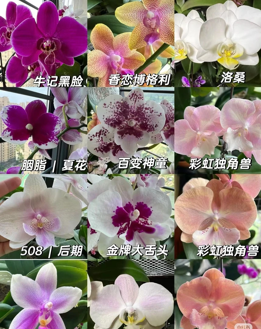 2.8欧品安祖系列 随机 5颗 2.8寸微瑕花后苗叶片破损无售后