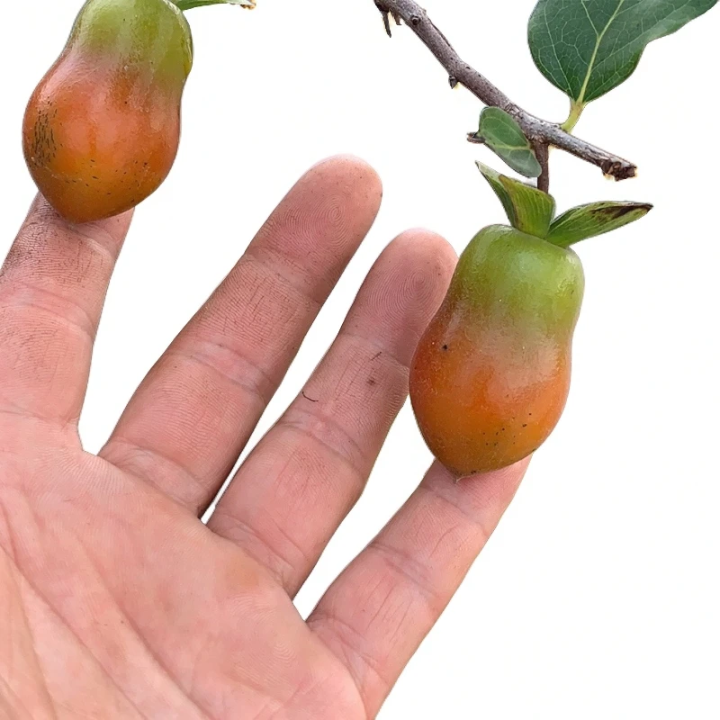 老鸦柿盆景，老桩，籽苗