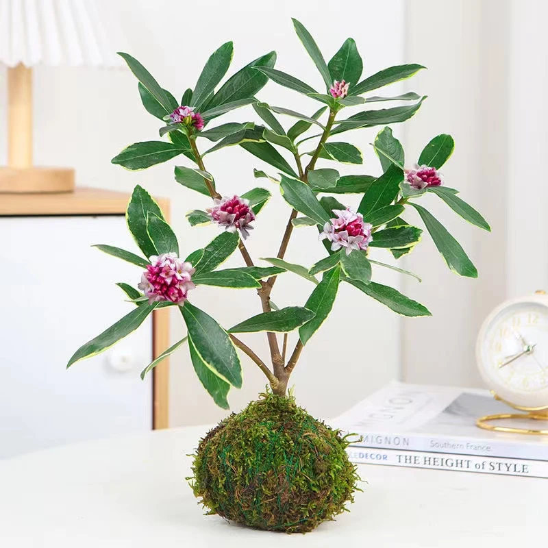 金边瑞香鲜花绿植盆栽花卉耐寒带花苞四季常青开花植物客厅特价