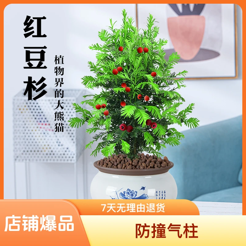 正宗曼地亚红豆杉树苗盆栽吸甲醛花卉植物室内花净化空气桌面绿植