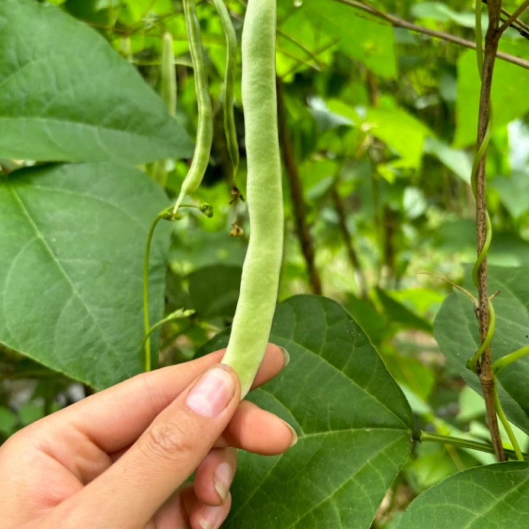锋娃乡村现摘新鲜四季豆