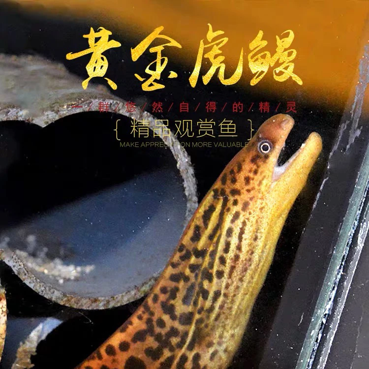 黄金虎鳗纯淡水中大型热带鱼观赏鱼