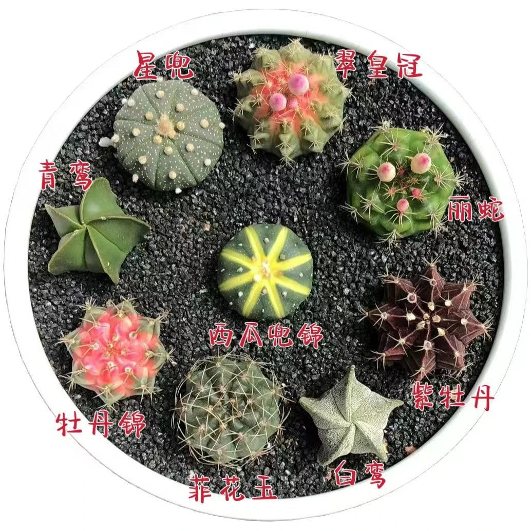 开大花仙人球 新品无刺仙人球组合 西瓜兜锦 鸾凤玉 仙人球盆栽