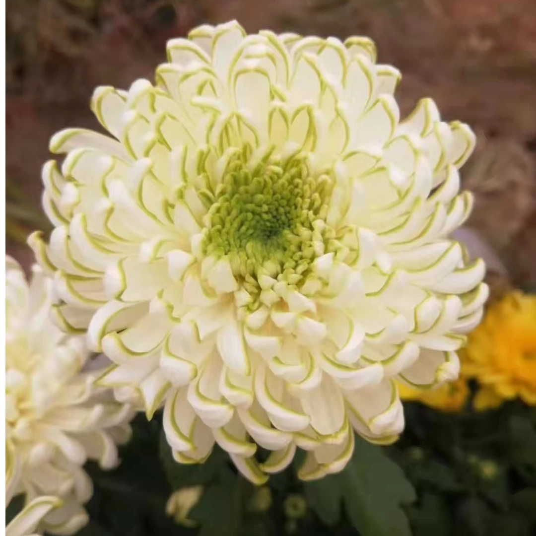 彩色天赞菊花盆栽四季开花大花单头菊泰迪菊花阳台庭院耐热耐寒