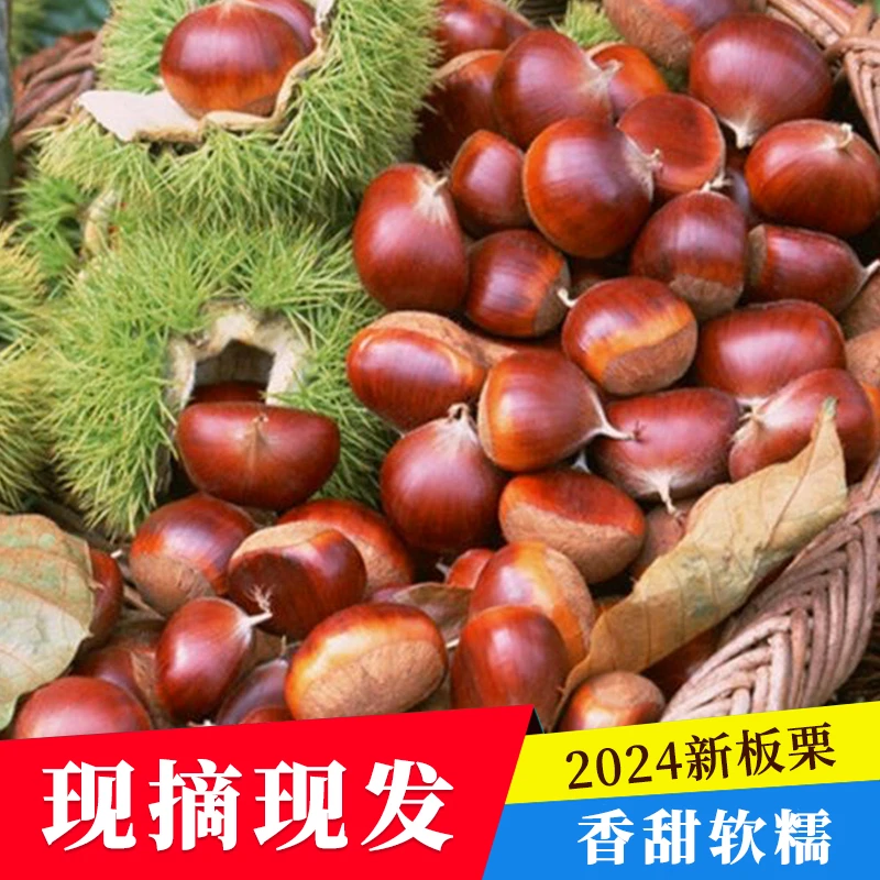 【24年新板栗】 精选新鲜章丘射垛板栗 个大皮薄 软糯肉黄3斤/5斤装