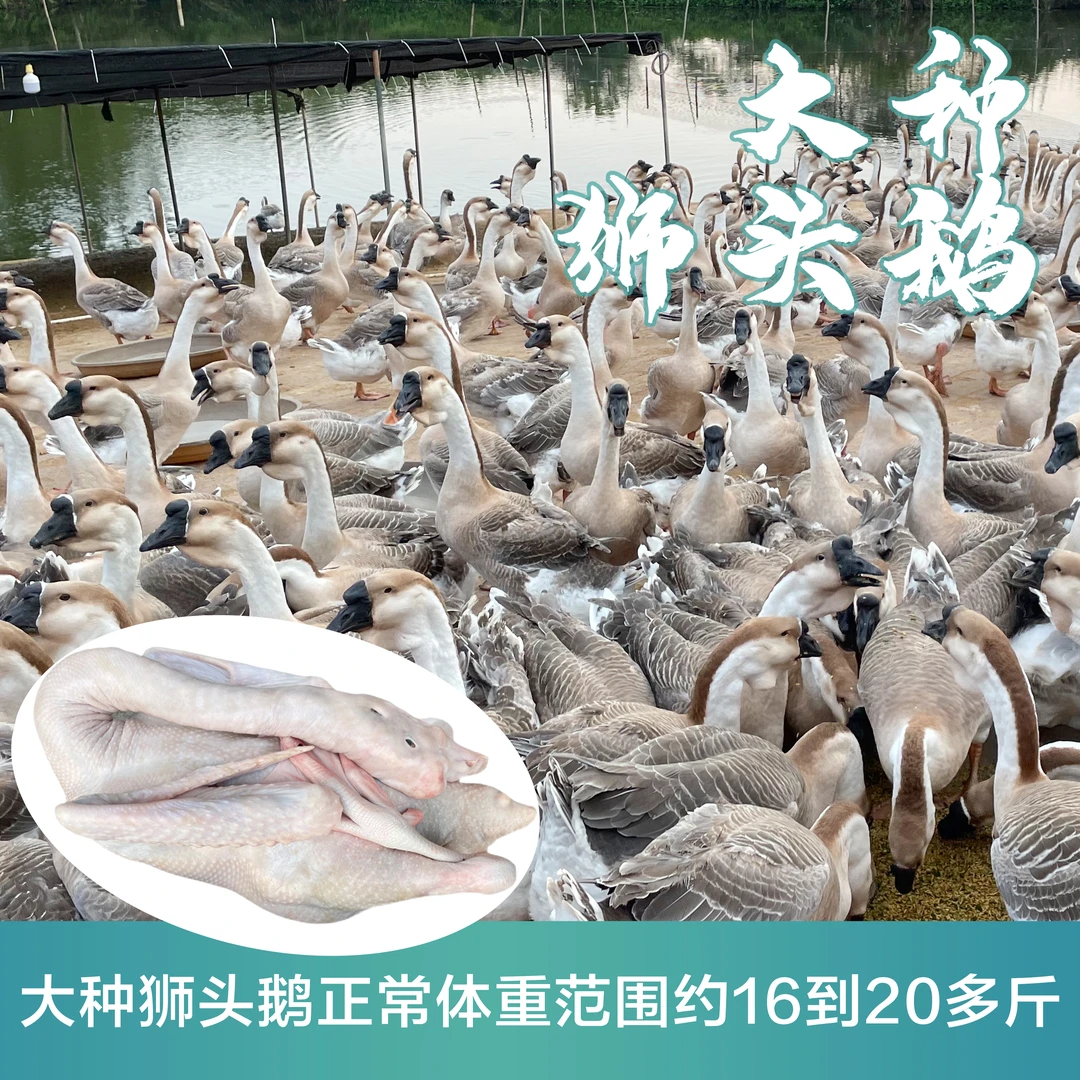 补差,异色直播间组合搭配 大种狮头散养肉质鲜美美味