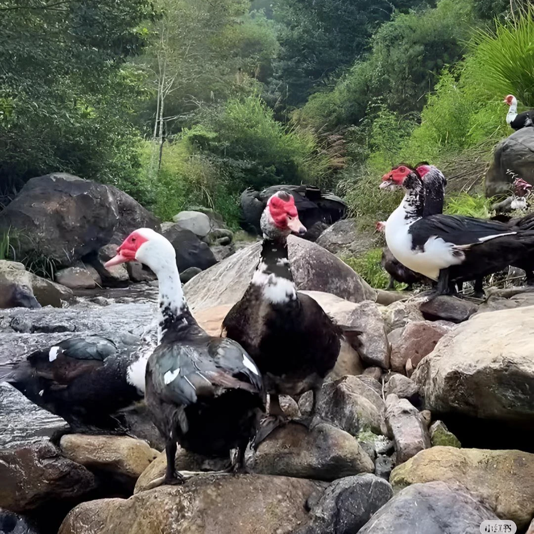 【老番鸭】脐橙园散养一年以上老番鸭 纯粮喂养 顺丰包邮