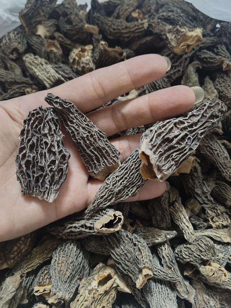 【福利羊肚菌】2024羊肚菌干货肉质肥厚煲汤营养美味产地