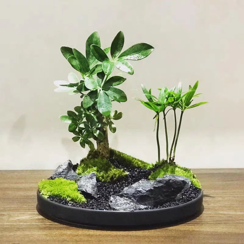 青龙石小块精选形状微景观草缸苔藓缸装饰迷你造型摆件小假山石