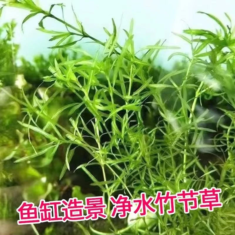 印度小竹节竹节草真水草水族箱鱼缸造景观赏新手懒人阴性水草繁殖