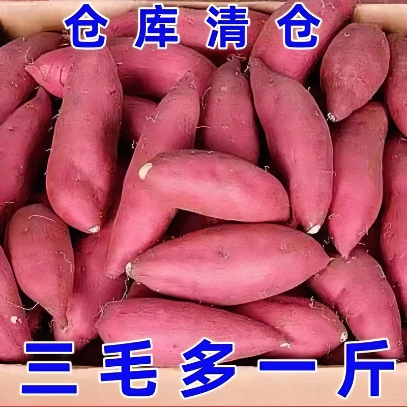 开封新鲜板栗蜜薯红薯1-9斤现挖现发烤地瓜板栗番薯沙地薯粉糯甜.