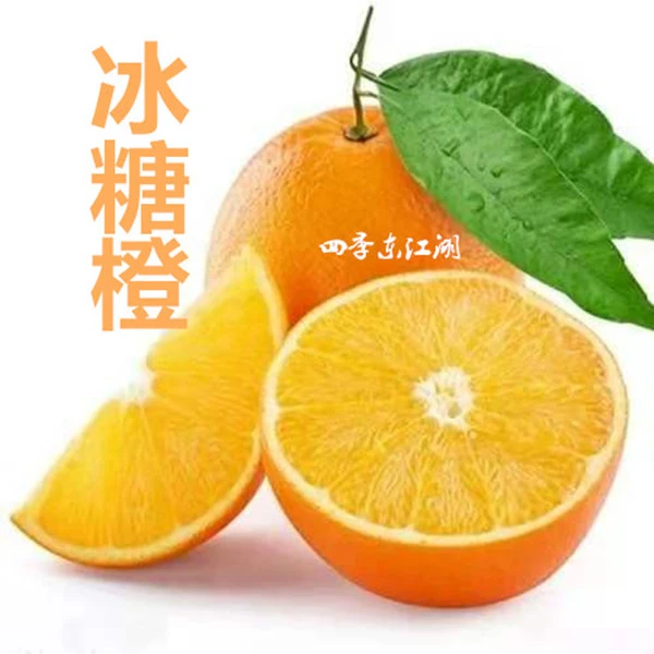 永兴冰糖橙纯甜无酸不打甜蜜素农家肥管理顺丰包邮