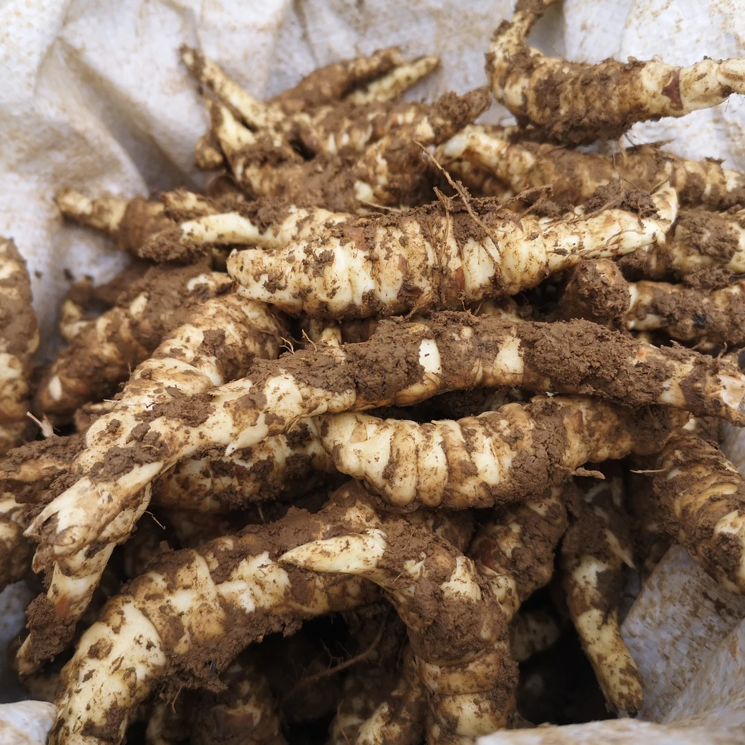 贵州高山虫草参地蚕地参地笋地牯牛养心草可凉拌炒腊肉煲汤参