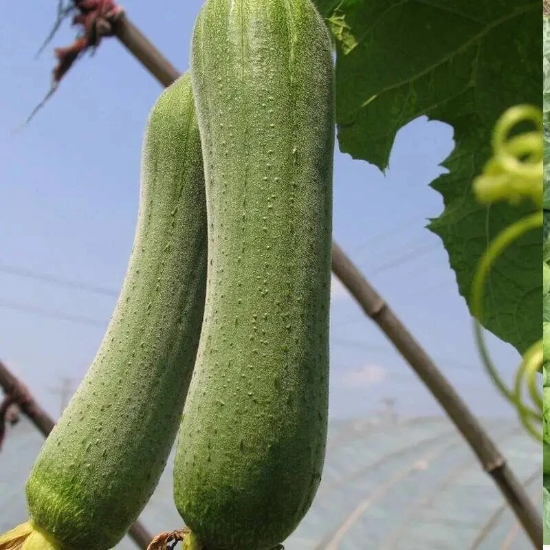 贵州老高山农家种植新鲜现摘现发肉丝瓜。
