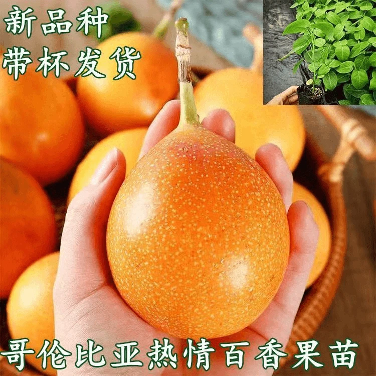 新品种哥伦比亚热情果苗嫁接树苗庭院阳台盆栽地栽南方种植果树苗