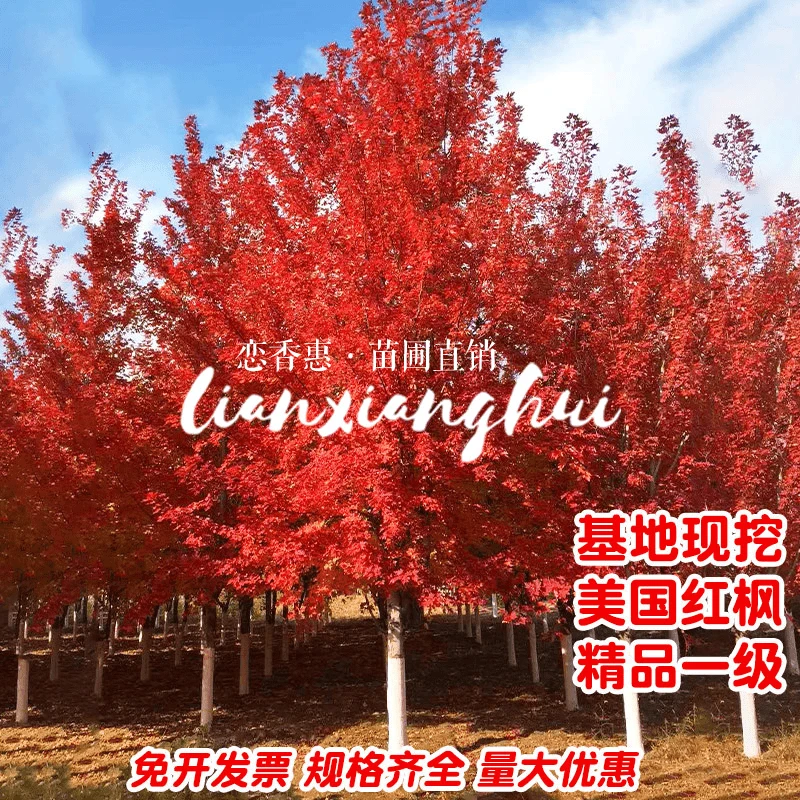 红枫树苗美国红枫红冠秋火焰别墅庭院道路绿化盆栽四季室外行道树