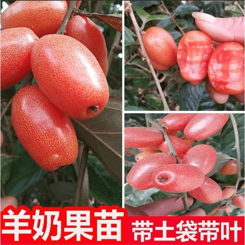 羊奶果苗特大果形德甜二号果树苗南方北方种植盆栽绿植当年结果