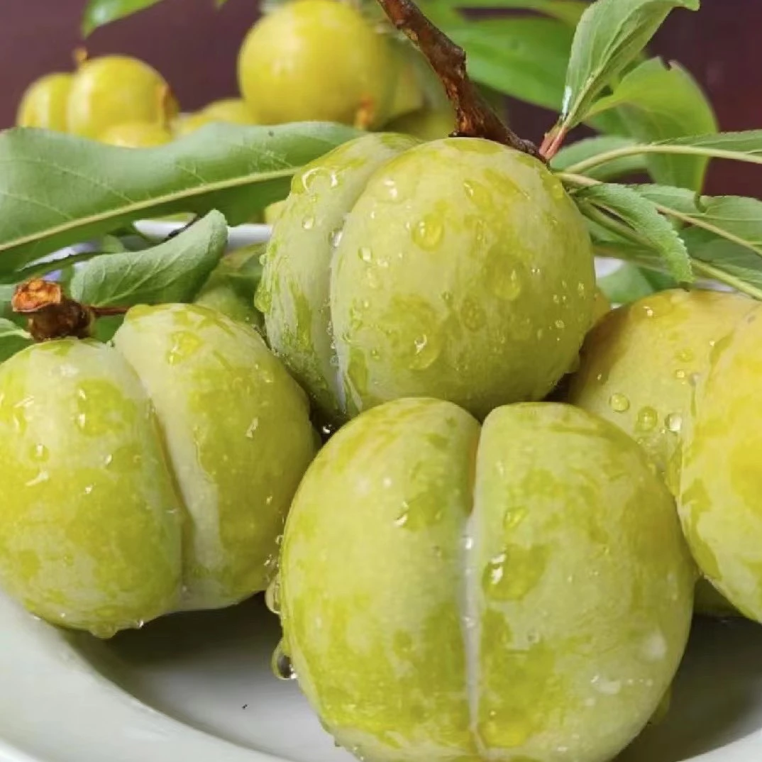 贵州蜂糖李顺丰包邮坏果包赔