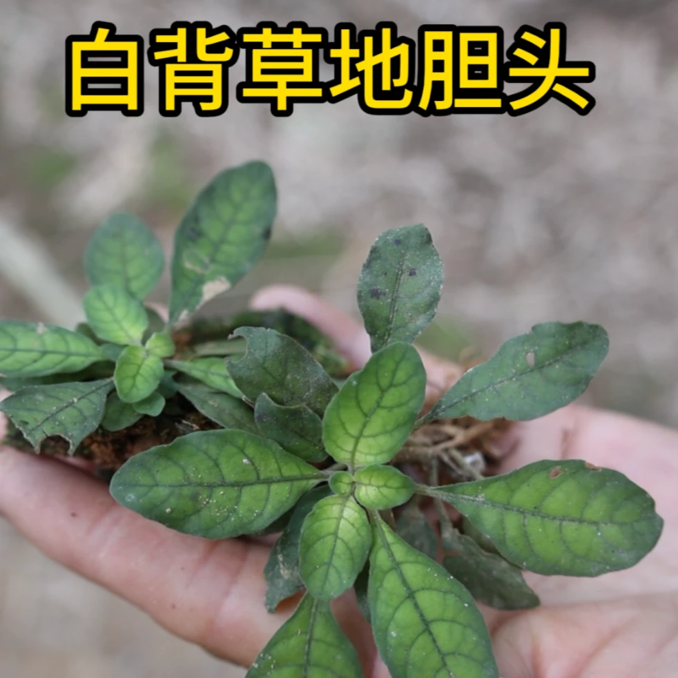 白背草地胆头白背仔白花地斩头根茎干净小颗整颗自晒干品包邮