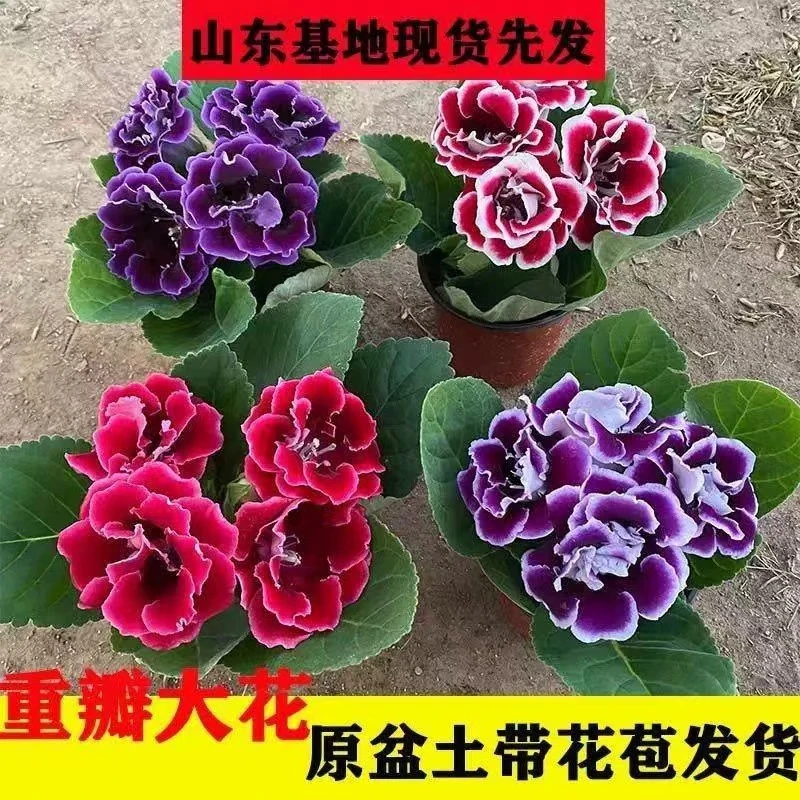 岩桐花 带着满满的花苞 室内室外 盆栽地栽 四季开花