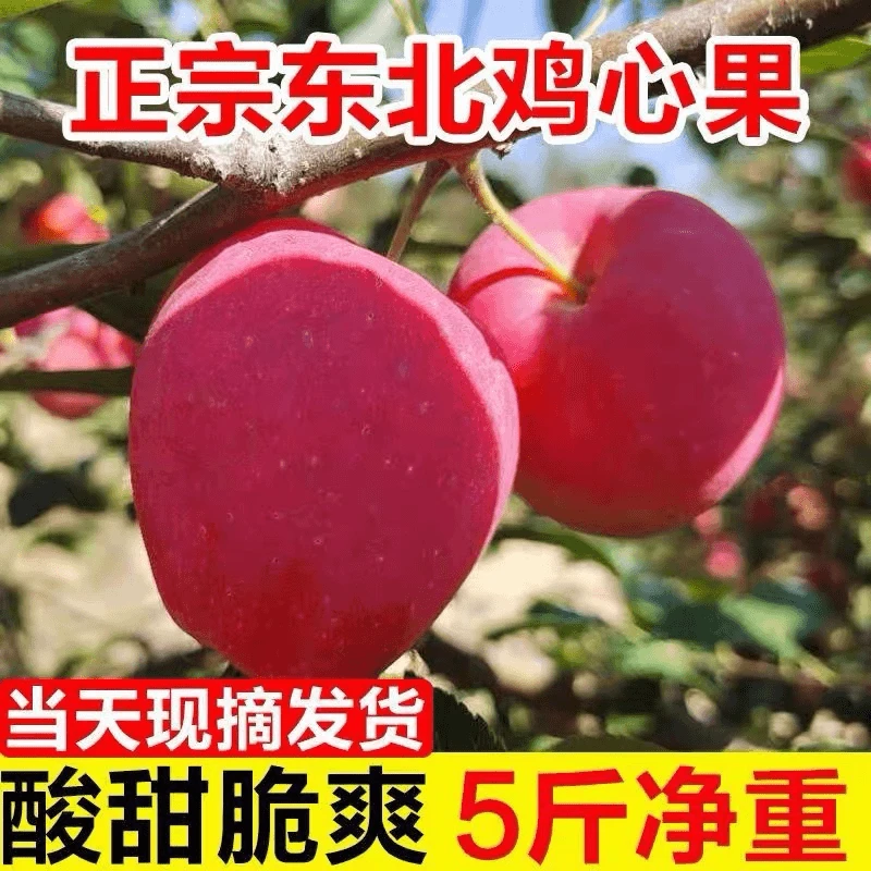 【中果】 鸡心果 5斤 包邮 现摘鲜发