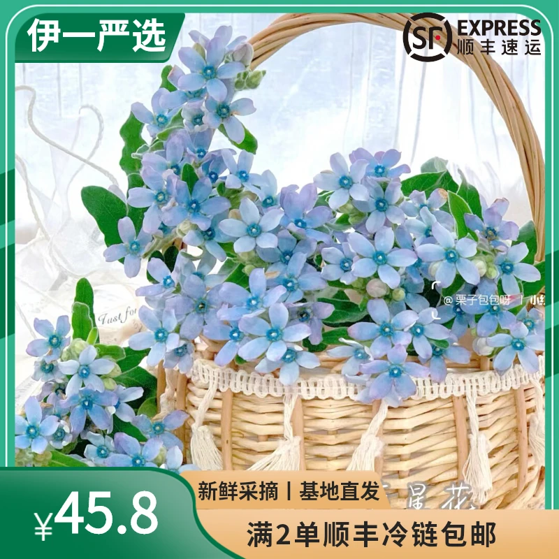【伊一严选】蓝星花配花2单顺丰包邮昆明花基地直发快递批发养护