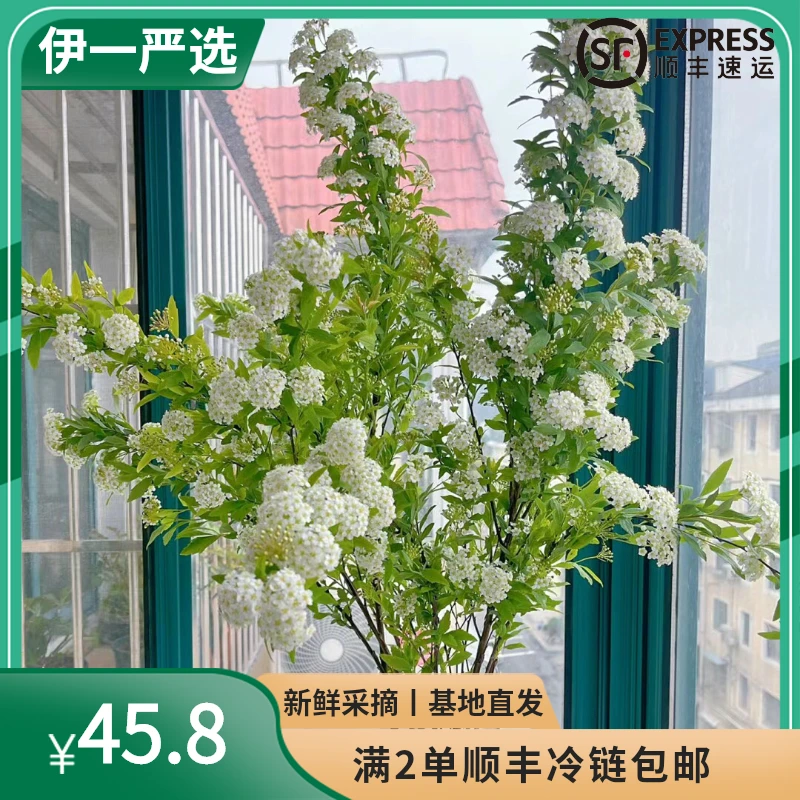 【伊一严选】小手球配花1单中通2单顺丰包邮昆明花基地直发快递批发